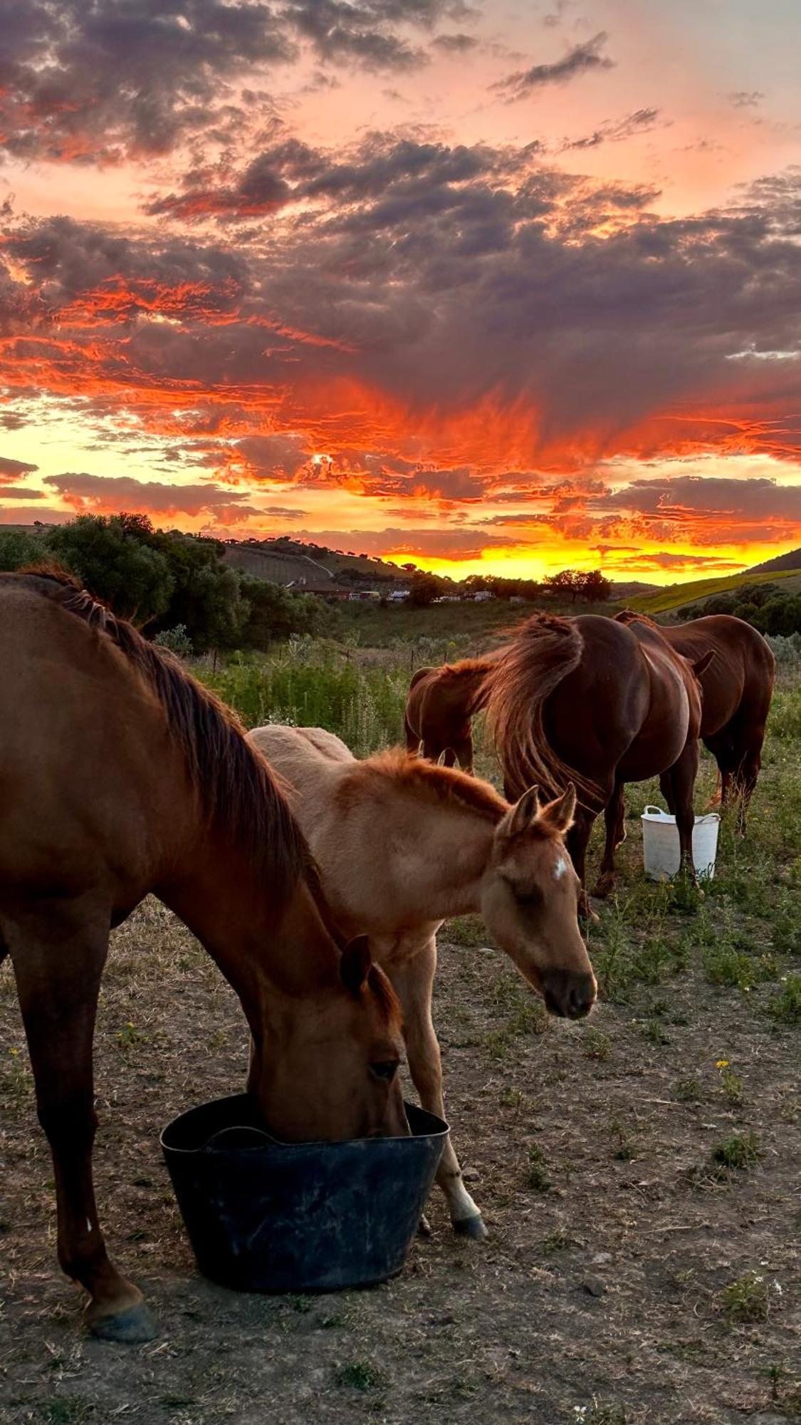Cabana Rustica En Un Rancho Con Caballos, Prado Del Rey, Andalucia Exterior foto